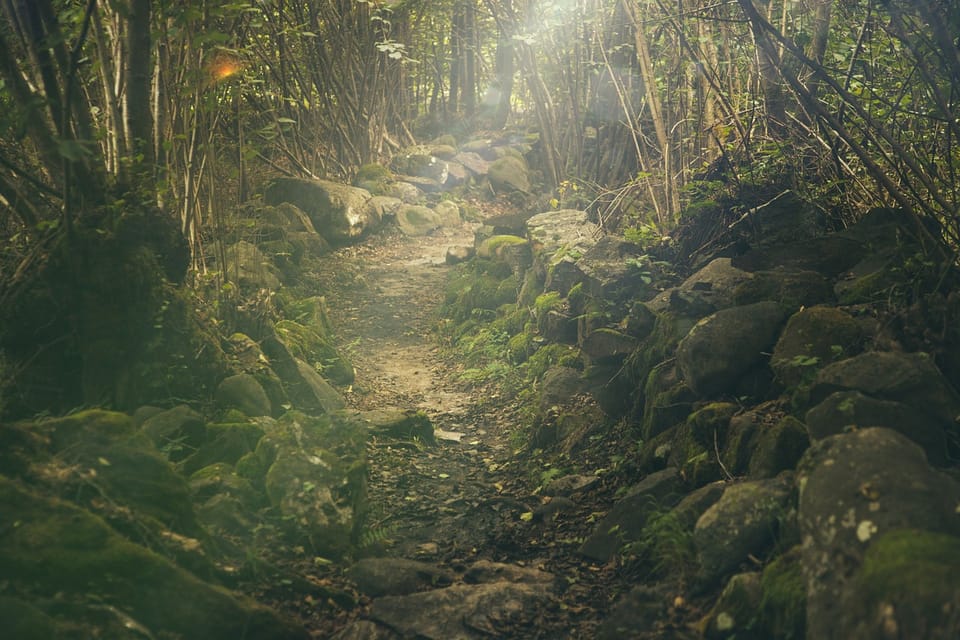 Auntie Hima's Grove